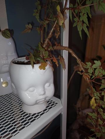 Vintage Bloempot met Plant - Babyhoofd beschikbaar voor biedingen