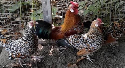 MOOIE JAVA KRIEL UNIEKE PORSELEIN JONGE KIPJES MET EEN HAAN, Dieren en Toebehoren, Pluimvee, Kip, Meerdere dieren