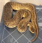 Koningspython man, Slang, 3 tot 6 jaar