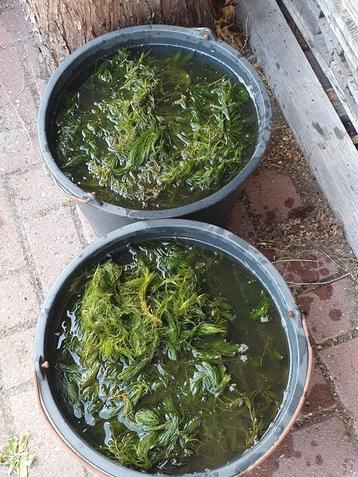 Hoornblad, zuurstofplanten voor in vijver beschikbaar voor biedingen