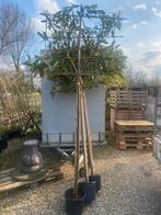 Leibomen groenblijvende voor direct privacy, Tuin en Terras, Planten | Bomen, In pot, 250 tot 400 cm, Leiboom, Ophalen of Verzenden