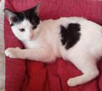 Jarela, Diana, al met 1 dag ter adoptie gezet, nu bij ons,, Dieren en Toebehoren, Katten en Kittens | Overige Katten, Poes, Kortharig