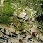 Blauwe garnalen, Kreeft, Krab of Garnaal