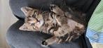 Kitten, Dieren en Toebehoren, Poes