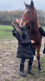 New forest ruin, E pony (1.48m - 1.57m), Ruin, Dressuurpony, 3 tot 6 jaar