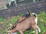 Mooie lieve dwerggeiten, Dieren en Toebehoren, Schapen, Geiten en Varkens, Vrouwelijk, Geit, 0 tot 2 jaar