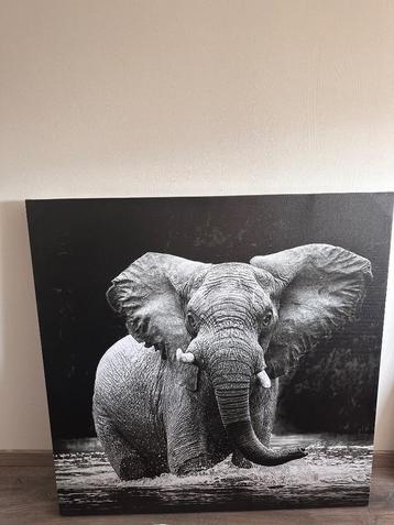 Olifant canvas beschikbaar voor biedingen