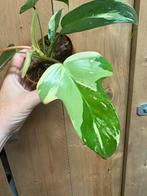 Philodendron florida beauty plant albo white wit marble, Huis en Inrichting, Kamerplanten, Ophalen of Verzenden, Halfschaduw, Minder dan 100 cm