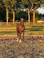 Talentvolle For Ferrero jaarling merrie met veel uitstraling, Dieren en Toebehoren, Paarden, Merrie, Dressuurpaard, Gechipt, 0 tot 2 jaar