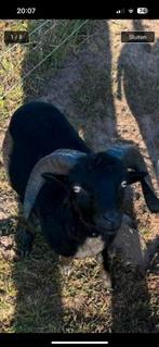 Ouessant rammen, stamboek, Wit, zwart en Bruin  A, Mannelijk, Schaap