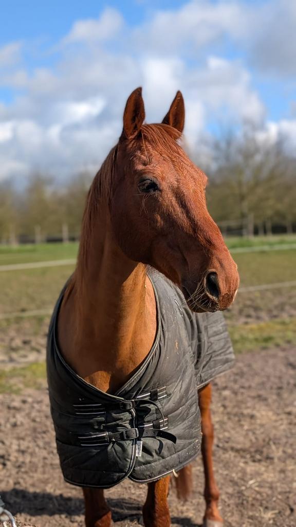 Stalling gezocht, Dieren en Toebehoren, Stalling en Weidegang, Stalling