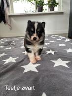 Pomsky F2 pups met EPR stamboom, Dieren en Toebehoren, Overige rassen, CDV (hondenziekte), 8 tot 15 weken, Meerdere