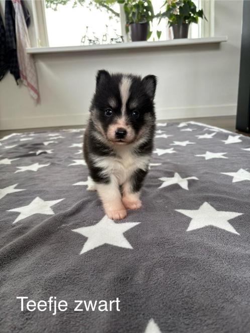 Pomsky F2 pups met EPR stamboom, Dieren en Toebehoren, Honden | Poolhonden, Keeshonden en Oertypen, Meerdere dieren, Overige rassen