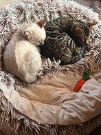 Bijzonder mooi bengaal bengaalse kittens, Dieren en Toebehoren, Katten en Kittens | Raskatten | Korthaar, Meerdere dieren, 0 tot 2 jaar