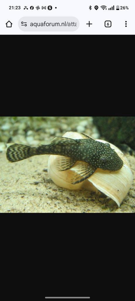 Algeneter, ancistrus dolichopterus harnasmeerval, Dieren en Toebehoren, Vissen | Aquariumvissen, Zoetwatervis, Vis