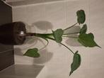 Philodendron, Huis en Inrichting, Kamerplanten, Ophalen, Overige soorten, Halfschaduw, In pot