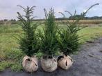 Taxus baccata haagplanten 60/80cm vanaf €6,00, Ophalen of Verzenden
