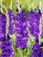 Gladiolus Purple in P11 pot., Zomer, Ophalen, Volle zon