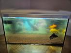 Aquarium, Dieren en Toebehoren, Vissen | Aquariumvissen, Vis