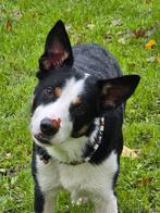 Zoektocht naar geschikte teef voor dekking / samenwerking, 1 tot 2 jaar, Eén hond, Nederland, Particulier