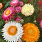 Strobloem 'swiss giants mix' - 75 zaden | helichrysum zaden, Ophalen of Verzenden, Volle zon, Zaad
