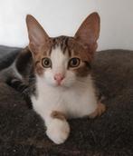 Kittens, katertjes, Dieren en Toebehoren, Katten en Kittens | Overige Katten, Kater, Kortharig, 0 tot 2 jaar