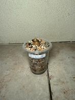 Alocasia tiny dancer corm, Huis en Inrichting, Kamerplanten, Ophalen of Verzenden, Halfschaduw, Minder dan 100 cm