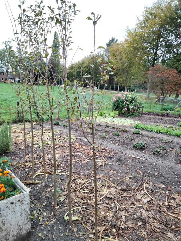 Jonge Pruimenboom -Mirabellen., Tuin en Terras, Planten | Bomen, Overige soorten, 100 tot 250 cm, Volle zon, Lente, In pot, Ophalen