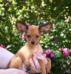 Russkiy Toy  pups  met FCI-VDH stamboom, Dieren en Toebehoren, Honden | Chihuahua's en Gezelschapshonden, Fokker | Hobbymatig