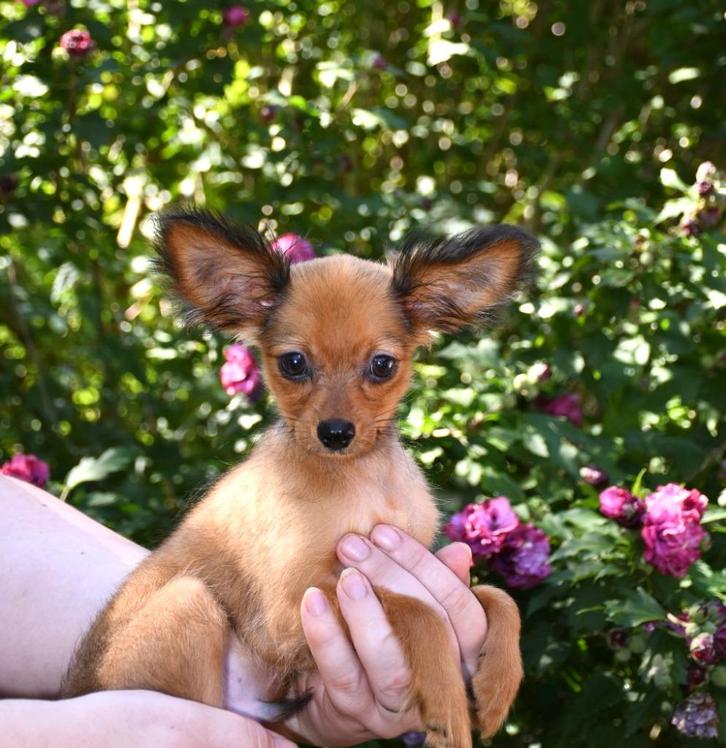 Russkiy Toy  pups  met FCI-VDH stamboom, Dieren en Toebehoren, Honden | Chihuahua's en Gezelschapshonden, Meerdere dieren, Overige rassen