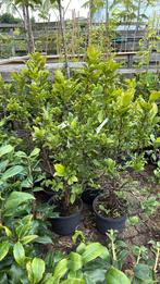 Magnolia susan zware planten grote kluit 29,95  op is op, Ophalen, Lente, Vaste plant, Halfschaduw
