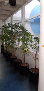 Ficus Benjamin in zwarte pot, kamer plant, Ophalen, Ficus, Halfschaduw, In pot
