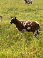 Bonte ramlammeren zwoegervrij en dubbel arr, Dieren en Toebehoren, Schapen, Geiten en Varkens, Mannelijk, Schaap