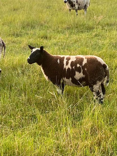 Bonte ramlammeren zwoegervrij en dubbel arr, Dieren en Toebehoren, Schapen, Geiten en Varkens, Schaap, Mannelijk