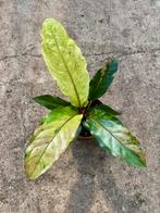 Anthurium hookerii variegata #3, Verzenden, Overige soorten, Minder dan 100 cm