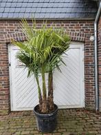 AANBIEDING: TRACHYCGRARPUS WAGNERIANUS  OF FORTUNEI GRUPPO, In pot, Halfschaduw, Ophalen of Verzenden, 100 tot 250 cm