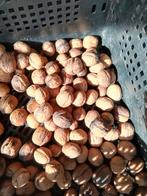 Walnoot walnoten walnoten boom  okkernoot Juglans regia, Tuin en Terras, Planten | Fruitbomen, Ophalen of Verzenden, Minder dan 100 cm