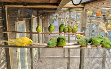 Groene Catherina pop beschikbaar voor biedingen