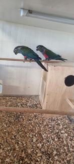 Phyurras opzoek naar een nieuw huisje, Dieren en Toebehoren, Vogels | Parkieten en Papegaaien, Parkiet, Tam