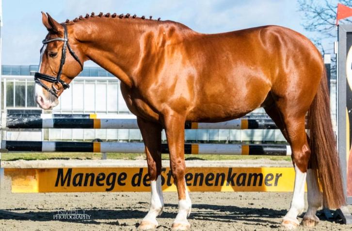 KWPN Springpaard Vader Vingino X Quattro, Dieren en Toebehoren, Paarden, Ruin, B, 175 cm of meer, 11 jaar of ouder, Springpaard