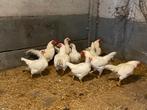 Indische vechtkrielen wit, Meerdere dieren, Kip