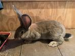 Vlaamse reuzen, Meerdere dieren, Groot, 0 tot 2 jaar