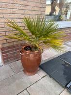 Spaanse pot met palmboom, 40 cm of meer, Rond, Ophalen of Verzenden, Aardewerk