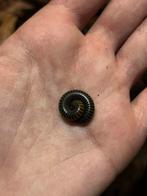Bumblebee millipedes, Dieren en Toebehoren, Insecten en Spinnen, Overige soorten