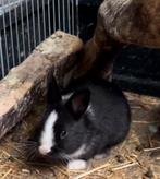 Leuke baby konijntjes te koop, Meerdere dieren, Middelgroot, 0 tot 2 jaar