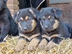 ZEER MOOIE RASZUIVERE DUITSE HERDER PUPS, CDV (hondenziekte), 8 tot 15 weken, Meerdere, Meerdere dieren