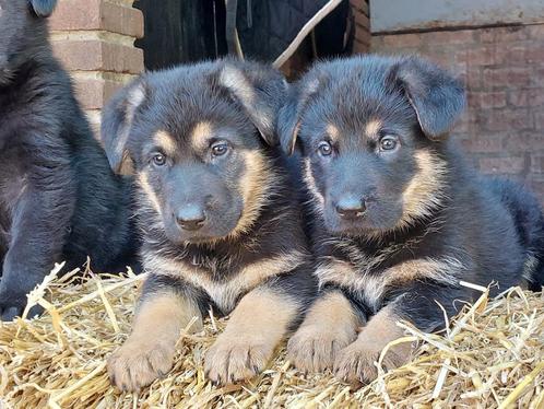 ZEER MOOIE RASZUIVERE DUITSE HERDER PUPS, Dieren en Toebehoren, Honden | Herdershonden en Veedrijvers, Meerdere dieren, Herder