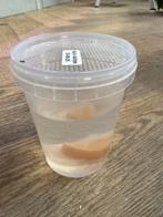 Azijnaaltjes, levend microvoer voor jonge axolotls en vissen, Ophalen of Verzenden, Vis