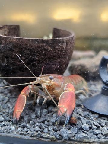 Cherax wagenknechtae red brick kreeft beschikbaar voor biedingen