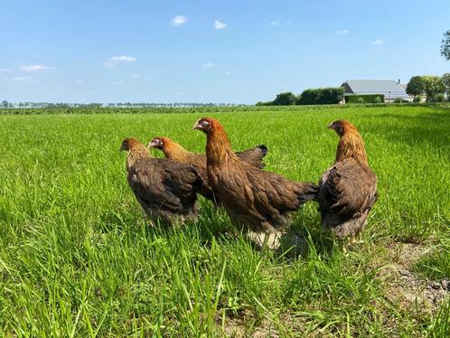 Jonge tamme Welsumer kippen gesekst en ingeënt, Dieren en Toebehoren, Pluimvee, Kip, Vrouwelijk